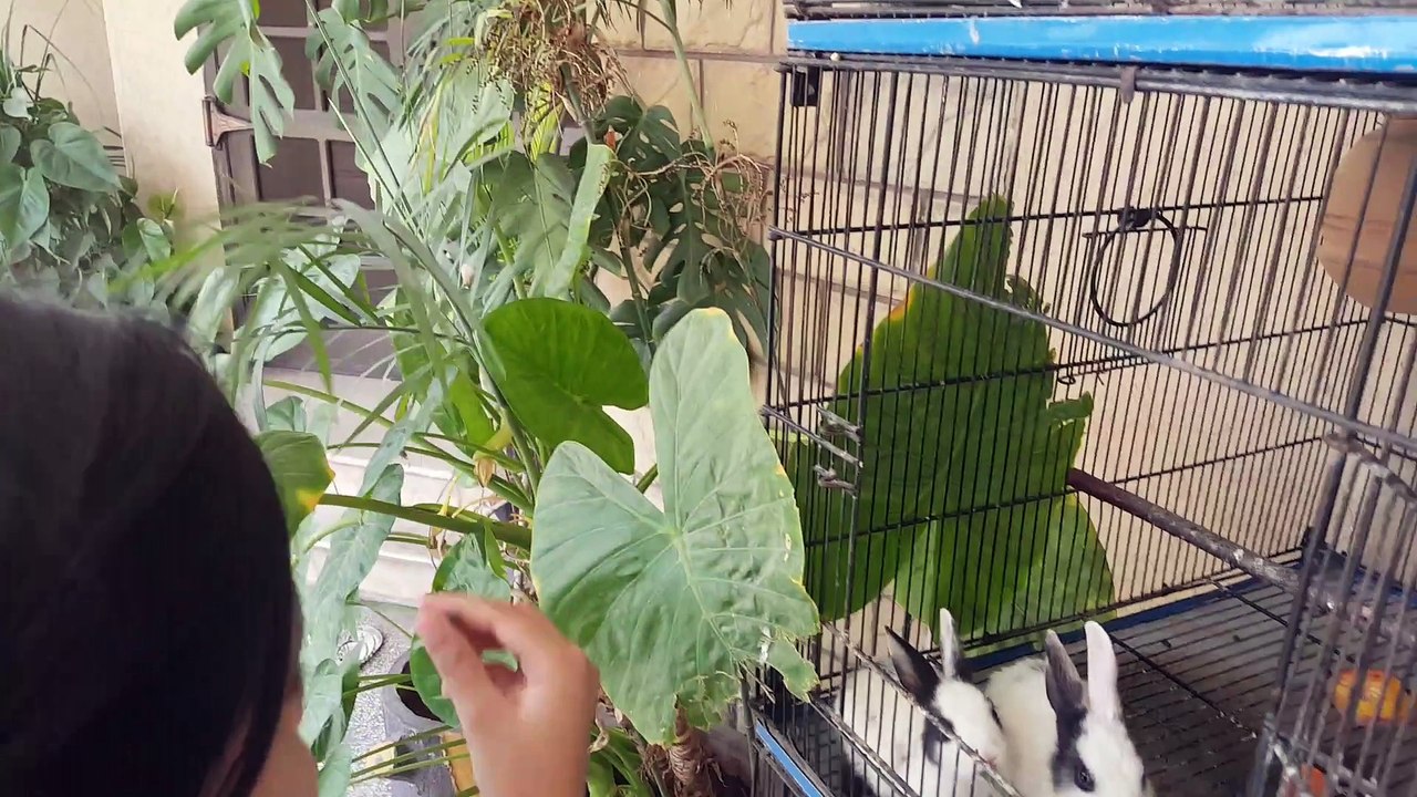 Rabbits Bunnies eating grass