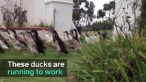 900 canards employés dans ce vignoble pour... Manger des insectes