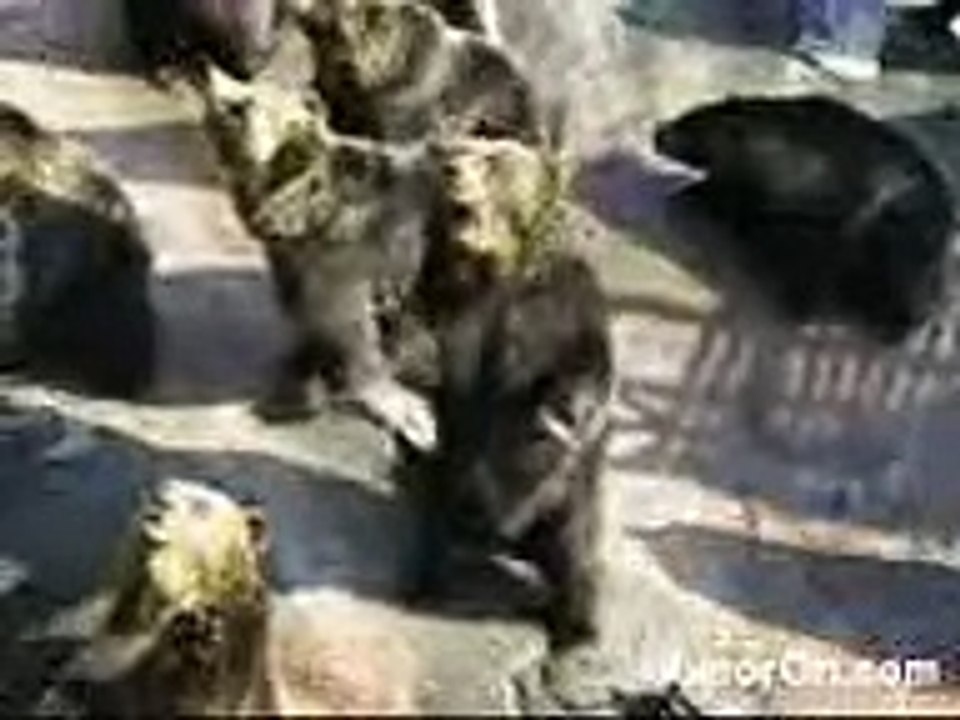 فيديو مضحك 19