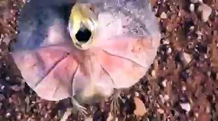 Un homme se fait attaquer par lézard à collerette en Australie