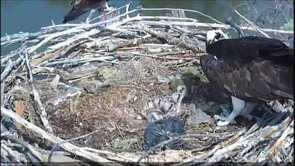 BOULDER COUNTY OSPREY 6-2-16 then there were 4