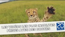 Les vidéos les plus insolites prises avec des drones