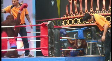 Muay thai con orangutanes, una controvertida atracción turística en Bangkok