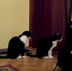 Un chat essaie de s'excuser