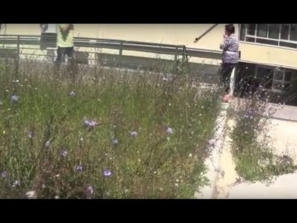 Aversa (CE) - Erbacce e topi nel "giardino" dell'ospedale 'Moscati' (01.06.16)