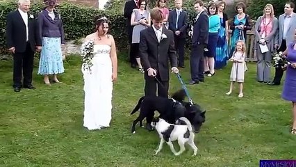 Funny Wedding Compilation Version 2.0 -latest 2016