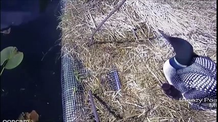 BREEZY POINT LOON CAM 5-29-16