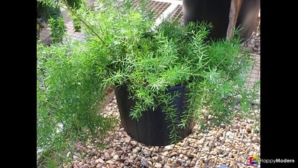 Аспарагус (54 фото) правила ухода в домашних условиях