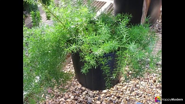 Аспарагус (54 фото) правила ухода в домашних условиях