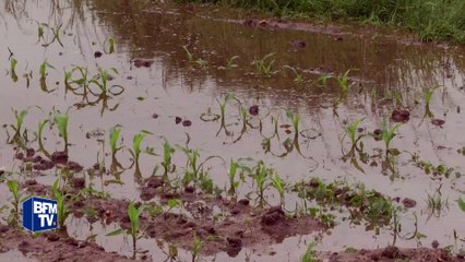 Loiret: les agriculteurs durement touchés par les inondations