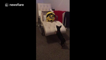 This Chihuahua really doesn't like giant bee cuddly toys