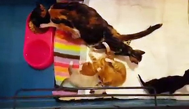 Une chatte paralysée s'est traînée jusqu'à l'endroit où elle avait laissé ses chatons après que le voisin ait tenté de l