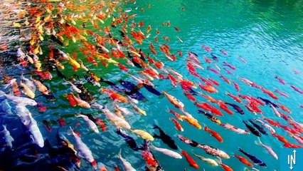 La nature est bien faite, elle nous le prouve avec ces 20 sublimes photos