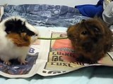 Cute guinea pigs have romantic dinner