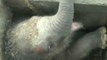 Coincé dans les égout, cet éléphanteau va etre sauvé par des Sri-Lankais
