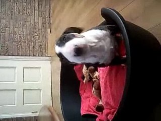 Bull terrier Lola erg stout