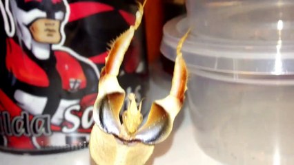 Insane Looking Devil's Flower Mantis Is Hand-Fed a Meal Worm