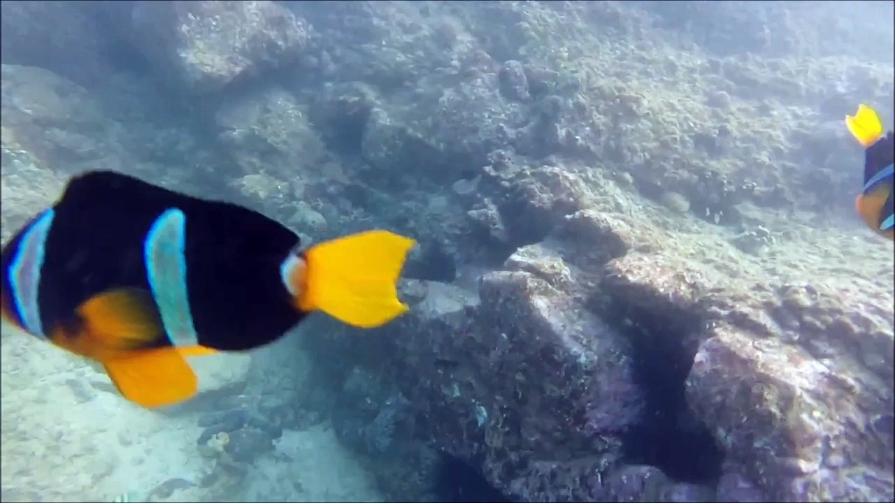 Diver Swims With Turtles, Fish and Sharks in UAE