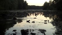 3 Busy Beavers. Greenbelt Lake 7/1/11 @ 8pm