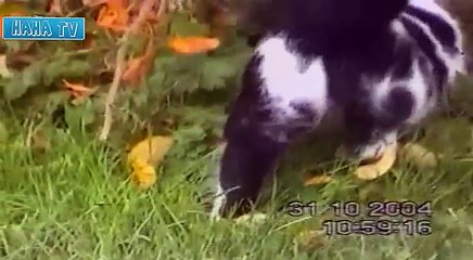 Funny Cat Video Real Life TOM & JERRY
