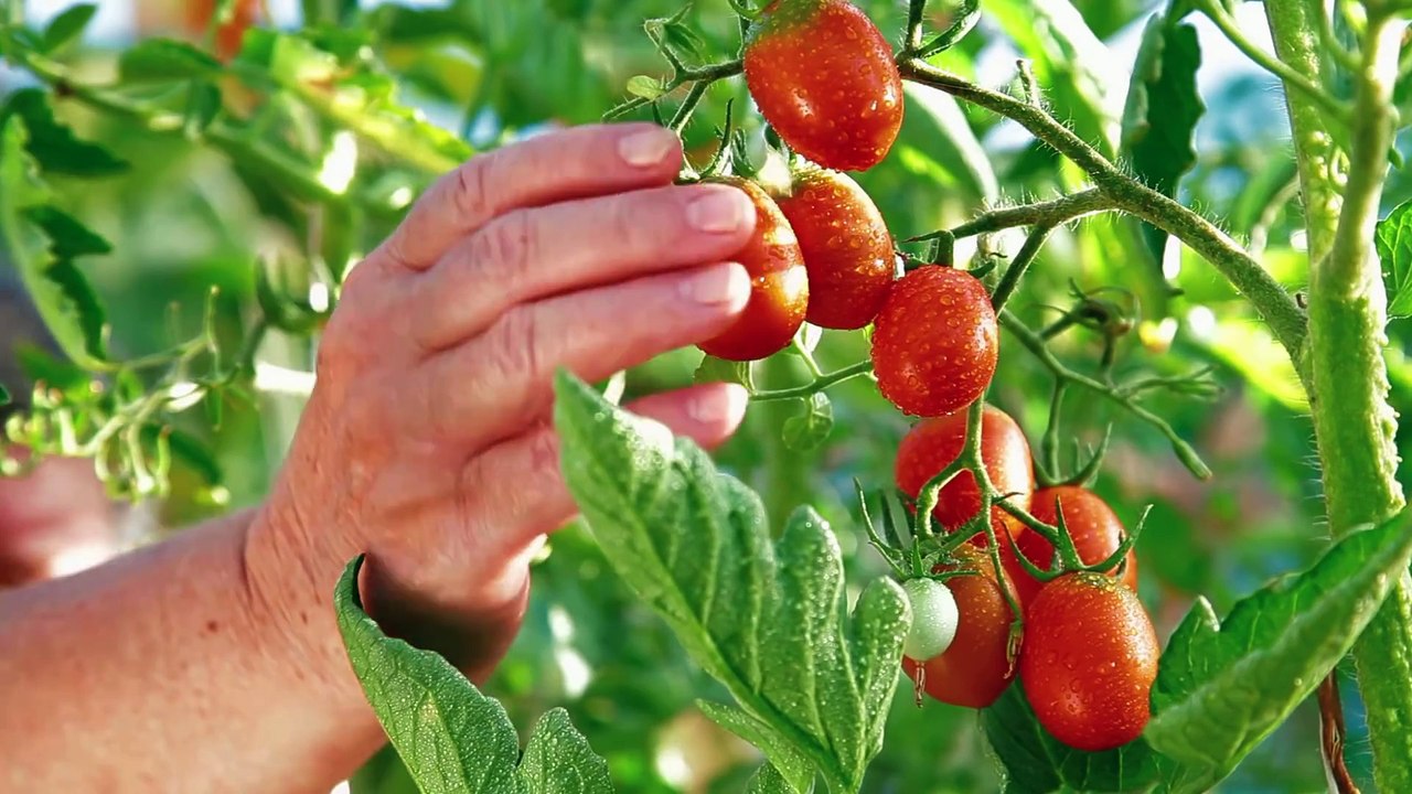 Des légumes à cueillir au supermarché / Zona Sul Supermarket