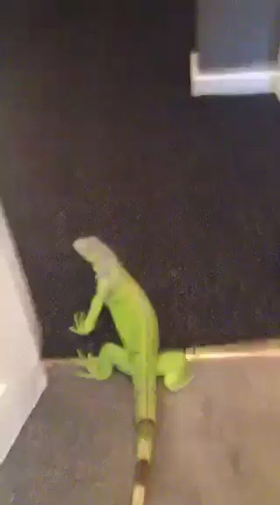 Iguana Loves the Leg Tree