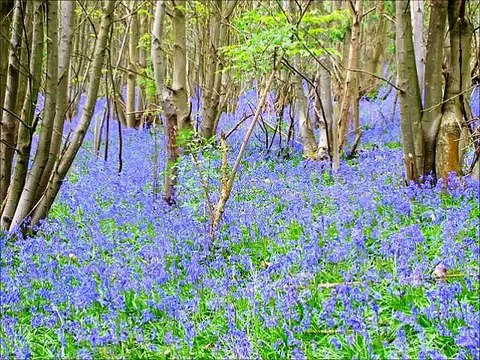 Taoheedi Naat Nasheed Kaash Muskan Mera Madina Fahad Shah