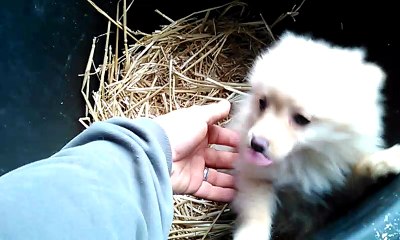 Chiot spitz né le 26 Mars