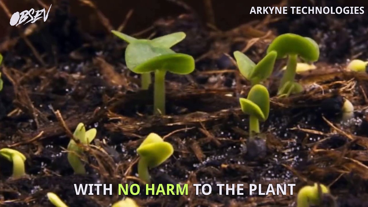 Plants Can Charge Your Phone