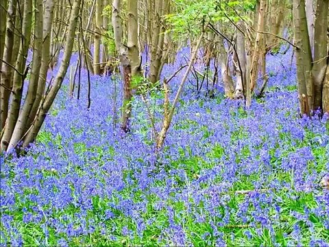 Taoheedi Naat Nasheed Taiaf Ka Manzar Fahad Shah