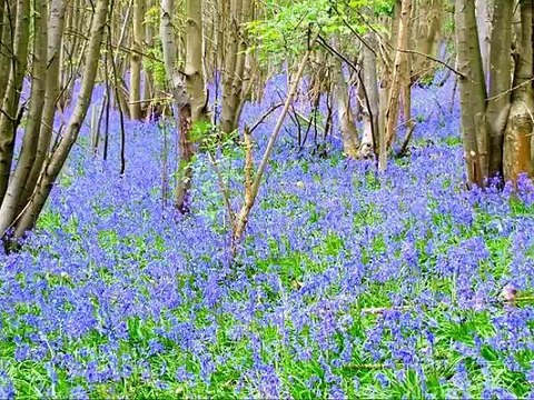Taoheedi Naat Nasheed Teri Shan Jalla Jalau Fahad Shah