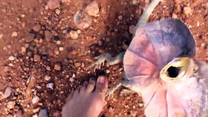 Un lézard à collerette attaque un homme en Australie