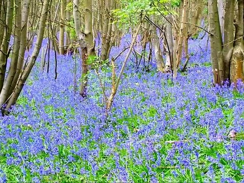 Taoheedi Naat Nasheed Mustafa Mustafa Fahad Shah