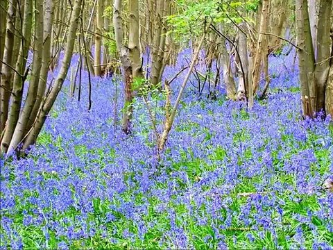 Taoheedi Naat Nasheed Teri Har Ada Ha Payari Fahad Shah