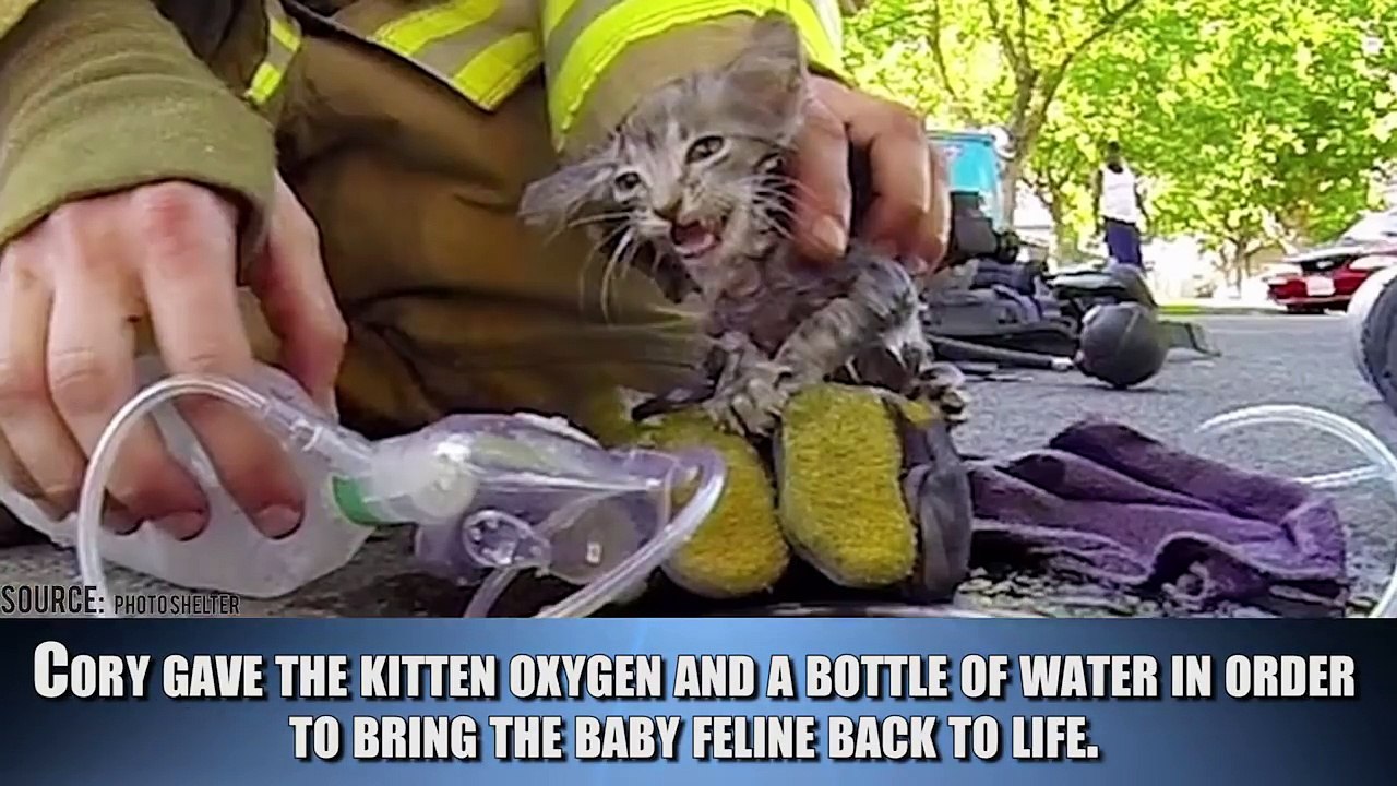 10 Heroic People Who Saved Animals Lives
