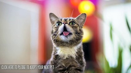 LIL BUB gato sensação da internet