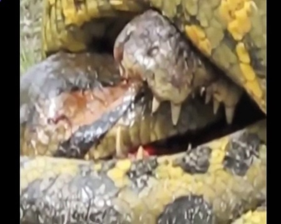Biggest wild animal fights - CRAZIEST Animals Attack - Anaconda vs Alligator  vs crocodile