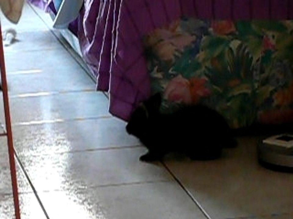 Chat et lapin