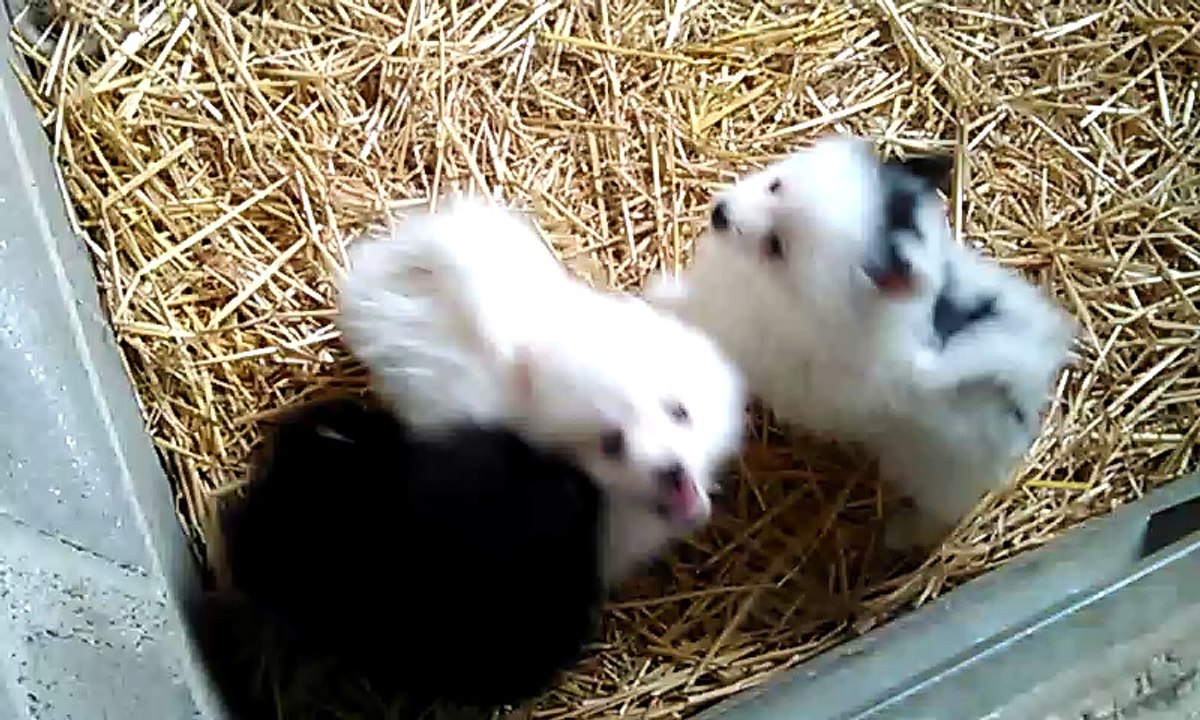 Chiots spitz nés le 21 Avril