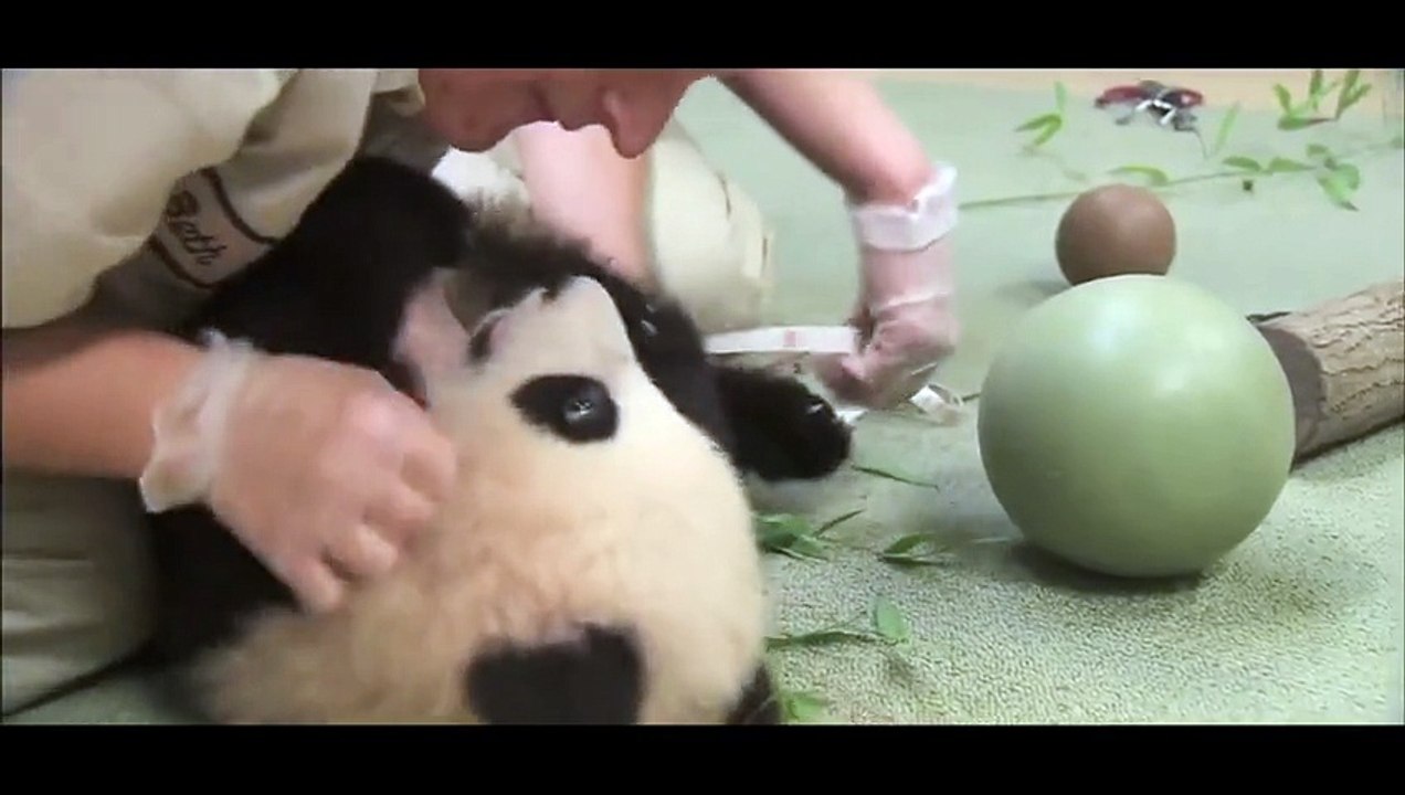 Quand bébé Panda ne veut pas lâcher son jouet, voilà ce que ça donne !