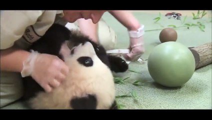 Quand bébé Panda ne veut pas lâcher son jouet, voilà ce que ça donne !