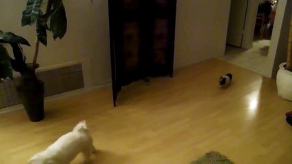 Cute little pig chases dog