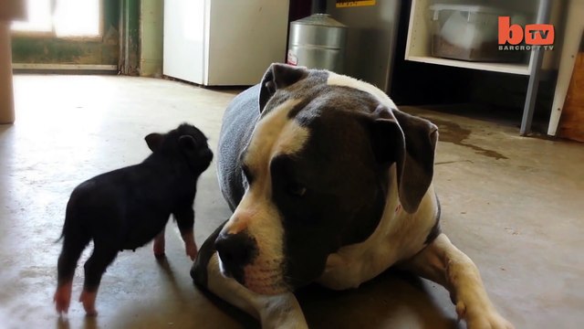 Cute Piglet Is Best Friends With Pit Bull Terrier Rescue Dog