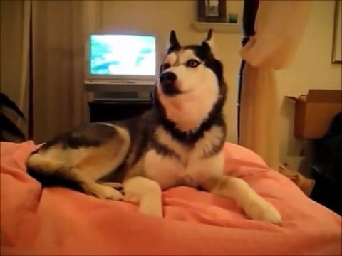 Cute Puppies Doing Funny Things Compilation (Cute Puppies Doing Funny Tricks)