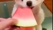 Cute Puppy Eating Watermelon (Cutest Dog)