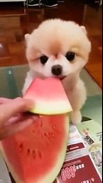 Cute Puppy Eating Watermelon (Cutest Dog)