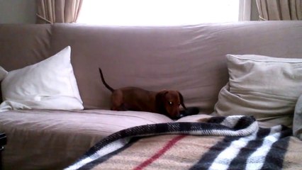 Cute puppy sausage dog on Sofa