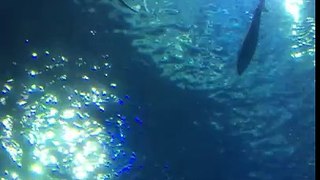 沖繩海生館Okinawa Churaumi Aquarium