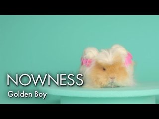 Hair and Beauty goals from Golden Boy the Guinea Pig