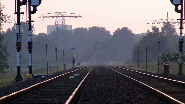 Koe aan de wandel langs spoor tussen Groningen en Waterhuizen - RTV Noord